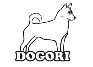DOGORI אילוף כלבים ופנסיון ביתי לכלבים