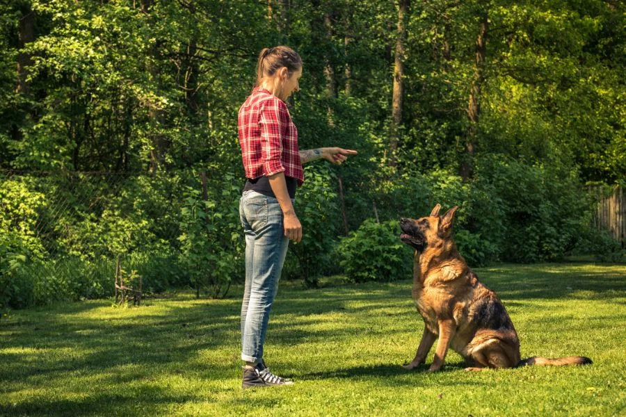 גבריאל כהן - מומחה לאילוף והתנהגות כלבים