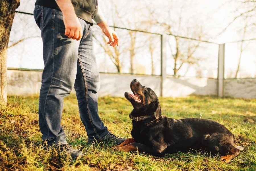 גבריאל כהן - מומחה לאילוף והתנהגות כלבים
