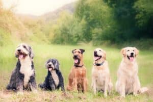 כלבים יושבים בשורה בטבע.