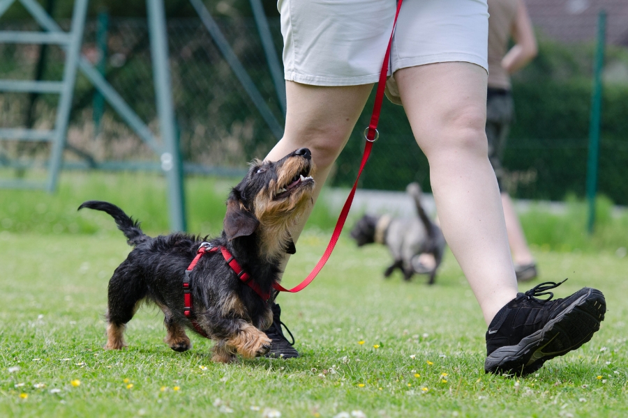 אילוף כלבים מחיר