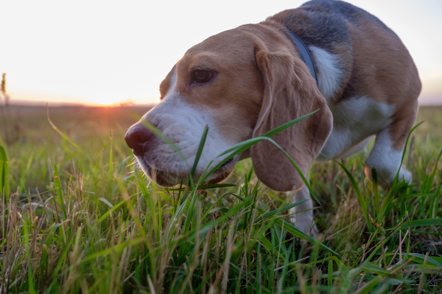 למה כלבים אוכלים דשא