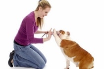 חינוך גורים –  ככה מגדלים גור בימינו